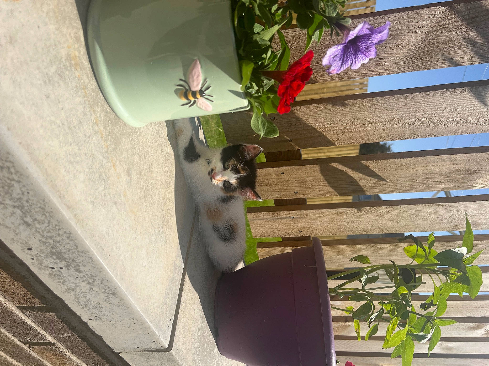 Tasha joined the competition — help win amazing prizes! facade, flower, flowerpot, grass, herb, house, houseplant, leaf, light, petal, photography, plant, roof, room, shadow, sidewalk, table, tail, tree, wood