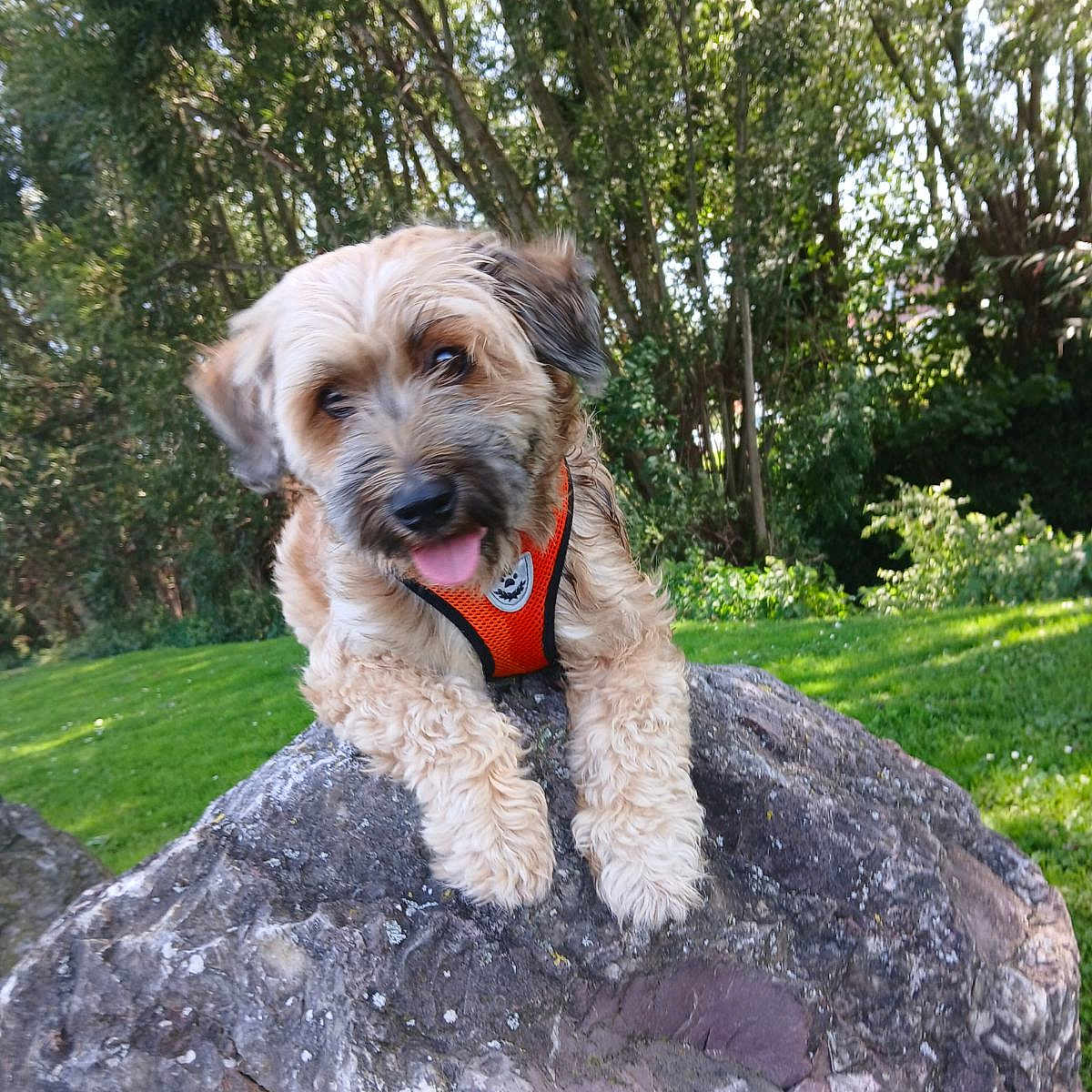Strike participe au concours pour gagner de l'argent avec cette photo : animal, canine, dog, face, grass, grove, head, land, nature, outdoors, park, person, pet, photography, plant, puppy, rock, tree, vegetation, woodland