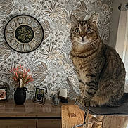 Whisky a rejoint le concours — aidez-le/la à gagner de superbes lots ! alert, animal, cat, cat_tree, cozy, curtains, decor, domestic, dried_flowers, feline, floral_wallpaper, home, indoor, pet, picture_frames, sitting, tabby_cat, vase, wall_clock, wooden_furniture