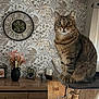 alert, animal, cat, cat_tree, cozy, curtains, decor, domestic, dried_flowers, feline, floral_wallpaper, home, indoor, pet, picture_frames, sitting, tabby_cat, vase, wall_clock, wooden_furniture