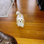 Lala joined the competition — help win amazing prizes! dog, small_dog, fluffy, wooden_floor, carpet, indoor, furniture, leather_chair, cabinet, person, legs, brown, white, looking_up, pet, home, flooring, curly_hair, animal, domestic