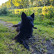 Thémis participe au concours pour gagner de l'argent avec cette photo : dog, black_dog, grass, pond, trees, wildflowers, yellow_flowers, nature, outdoor, sunlight, greenery, relaxing, animal, canine, park, summer, peaceful, scenery, landscape, daytime