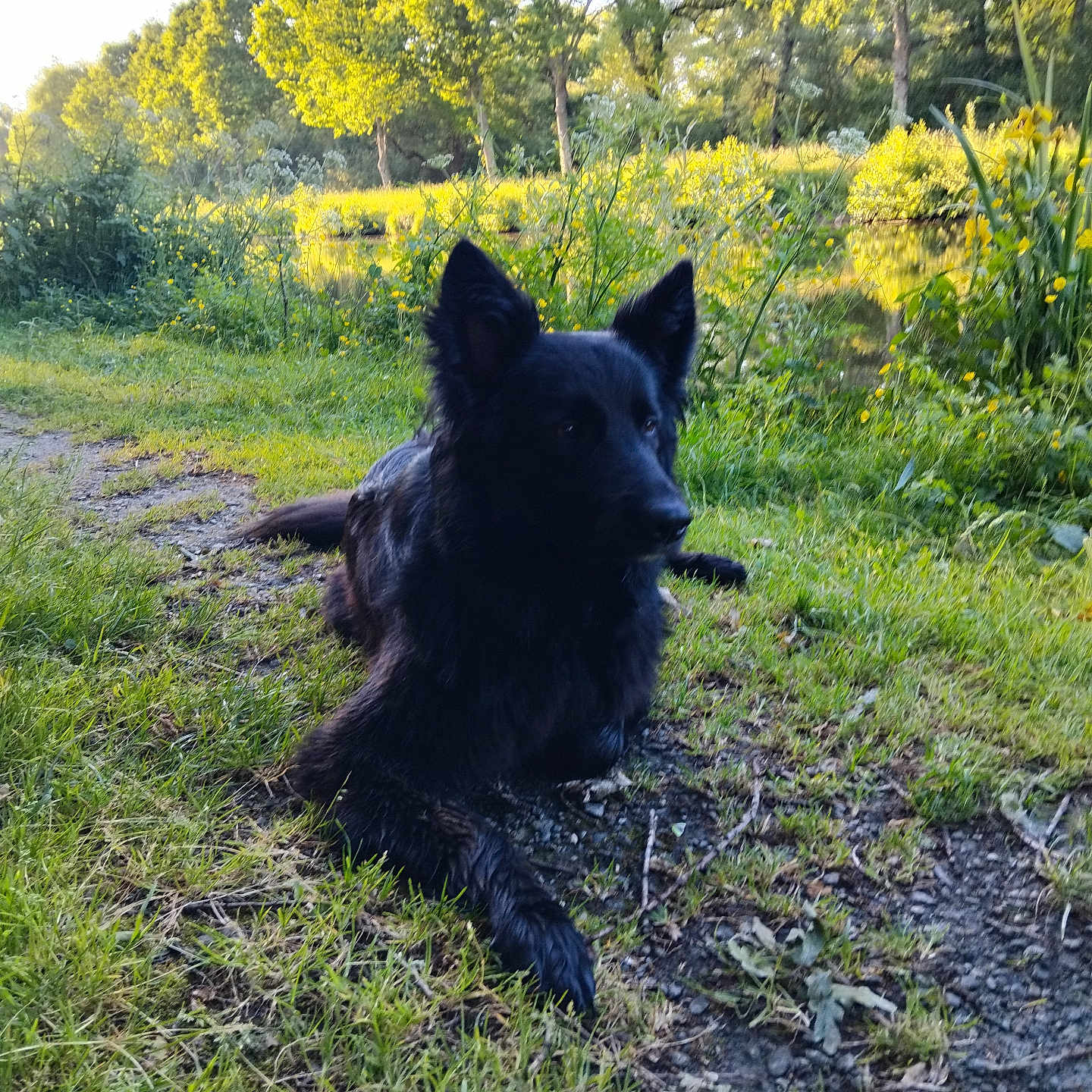 Thémis participe au concours pour gagner de l'argent avec cette photo : dog, black_dog, grass, pond, trees, wildflowers, yellow_flowers, nature, outdoor, sunlight, greenery, relaxing, animal, canine, park, summer, peaceful, scenery, landscape, daytime