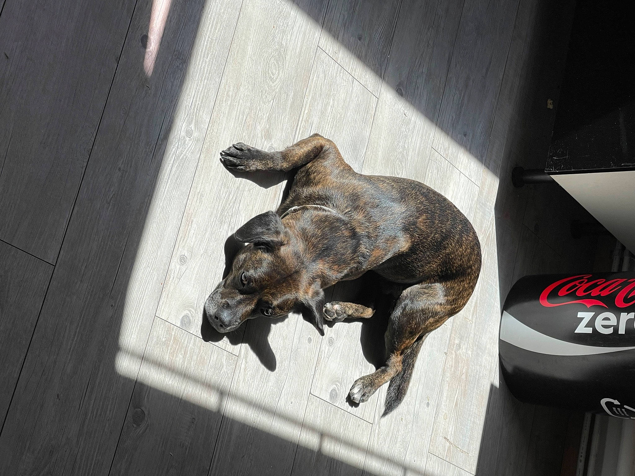 Bucky a rejoint le concours — aidez-le/la à gagner de superbes lots ! art, automotive_tire, canidae, carnivore, claw, companion_dog, dog, dog_breed, fawn, flooring, guard_dog, hood, logo, metal, sculpture, snout, sporting_group, tail, terrestrial_animal, working_animal