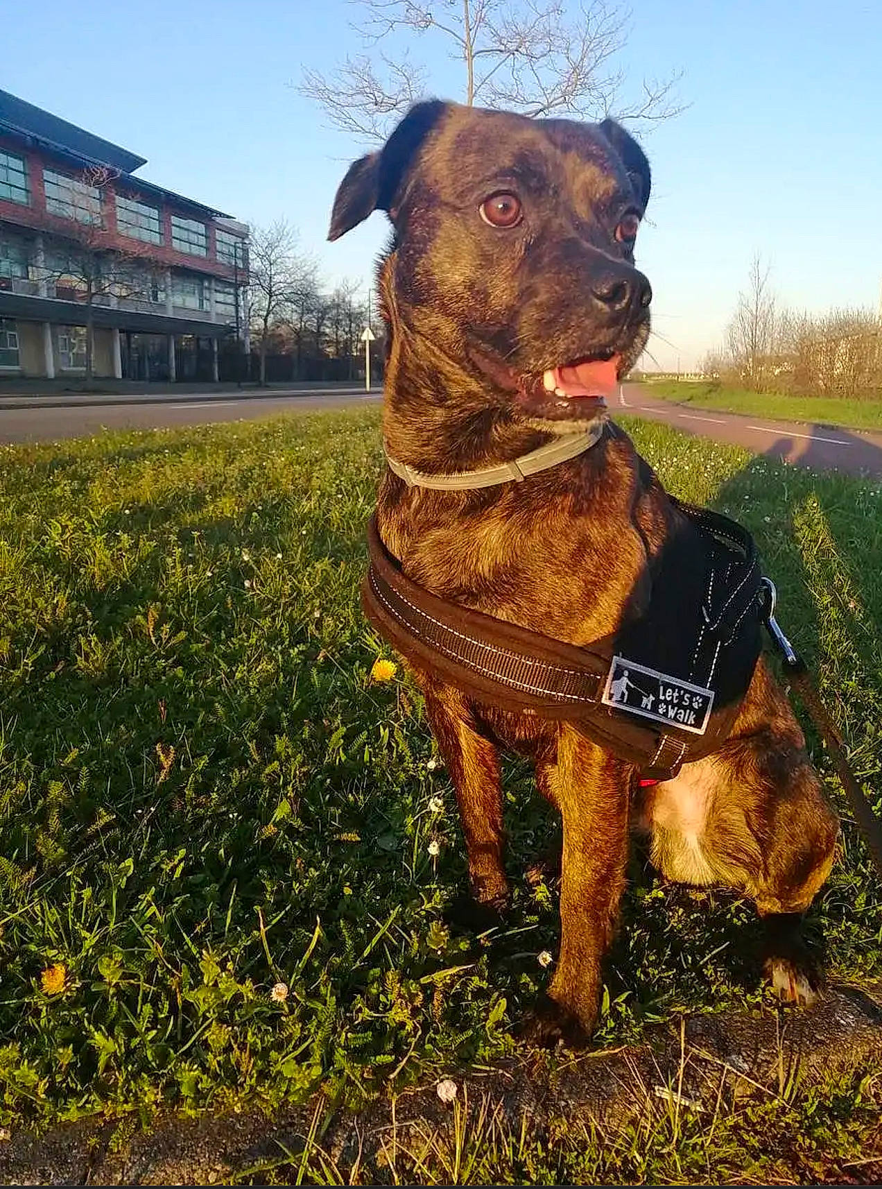 Bucky participe au concours pour gagner de l'argent avec cette photo : airedale_terrier, canidae, carnivore, collar, companion_dog, dog, dog_breed, dog_collar, fawn, grass, grassland, gun_dog, liver, plant, prairie, sky, snout, sporting_group, tree, working_animal