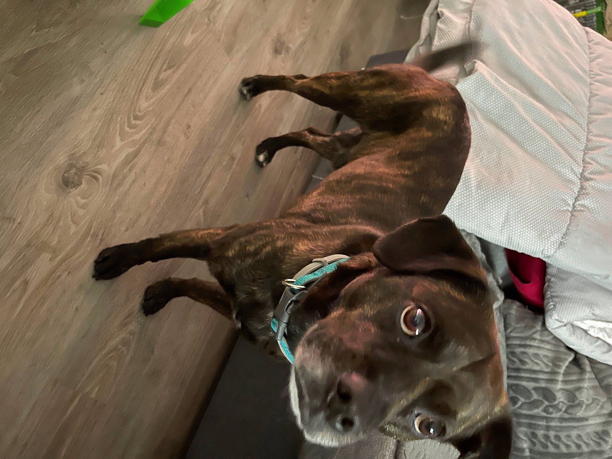 Bucky participe au concours pour gagner de l'argent avec cette photo : canidae, carnivore, collar, companion_dog, dog, dog_breed, dog_collar, fawn, flooring, fur, guard_dog, hardwood, leash, liver, pet_supply, snout, whiskers, wood, wood_stain, working_animal