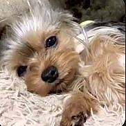 Mia is registered to the contest to win money with this photo: dog, small_dog, fluffy, lying_down, close_up, pet, cute, relaxed, fur, sleepy, animal, companion, indoors, soft_texture, brown_fur, black_nose, paw, resting, cute_pet, cozy
