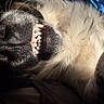 Fiona is registered to the contest to win money with this photo: animal, black_nose, canine, close_up, cute, dog, domestic_animal, expression, funny, fur, indoor, lying_down, nose, pet, portrait, relaxed, smile, teeth, whiskers, white_fur