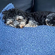 Monroe is registered to the contest to win money with this photo: dog, sleeping, curled_up, black, grey, fur, blanket, blue, textured, couch, leather, indoor, pet, resting, cozy, nap, furry, closeup, home, comfortable