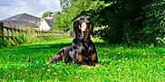 Lou participe au concours pour gagner de l'argent avec cette photo : animal, black_dog, canine, clouds, dog, fence, grass, greenery, house, nature, outdoor, pet, resting, sky, suburb, summer, sunlight, tan_markings, tree, yard
