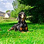 animal, black_dog, canine, clouds, dog, fence, grass, greenery, house, nature, outdoor, pet, resting, sky, suburb, summer, sunlight, tan_markings, tree, yard
