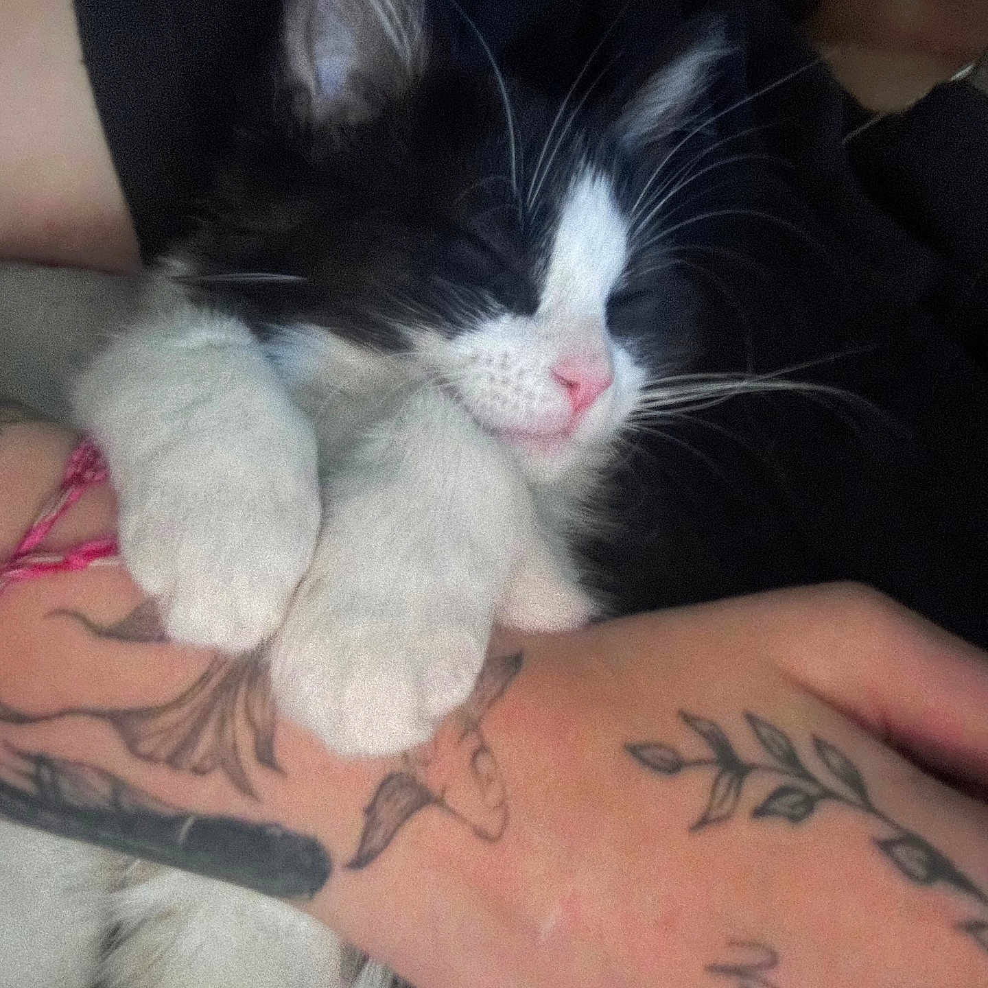 Nova joined the competition — help win amazing prizes! arm, black_and_white, cat, closeup, cozy, cute, domestic_animal, feline, human, indoor, kitten, nap, paw, pet, pink_nose, resting, sleeping, soft, tattoo, whiskers