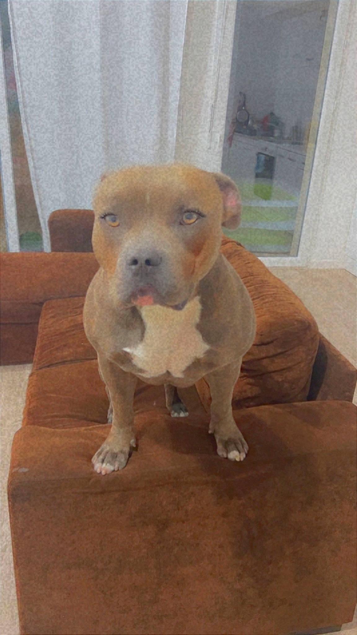 Sat a rejoint le concours — aidez-le/la à gagner de superbes lots ! canidae, carnivore, companion_dog, dog, dog_breed, dog_supply, fawn, flooring, fur, hardwood, pet_supply, snout, sporting_group, stuffed_toy, tail, toy, whiskers, window, wood, working_animal