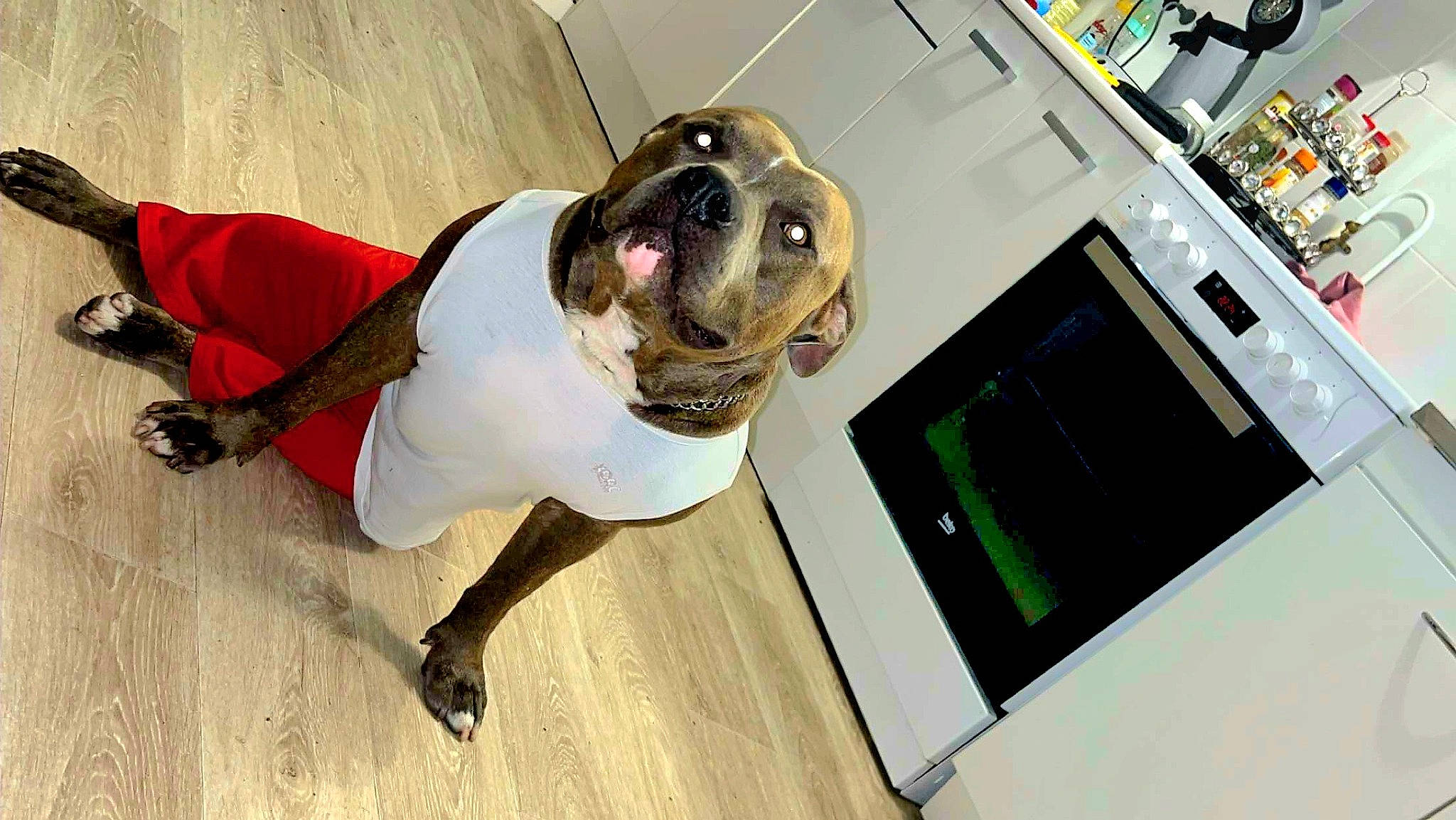 Sat a rejoint le concours — aidez-le/la à gagner de superbes lots ! carnivore, collar, companion_dog, computer, dog, dog_breed, dog_collar, door, eyewear, fawn, flooring, hardwood, leash, machine, pet_supply, sporting_group, window, wood, working_animal, working_dog