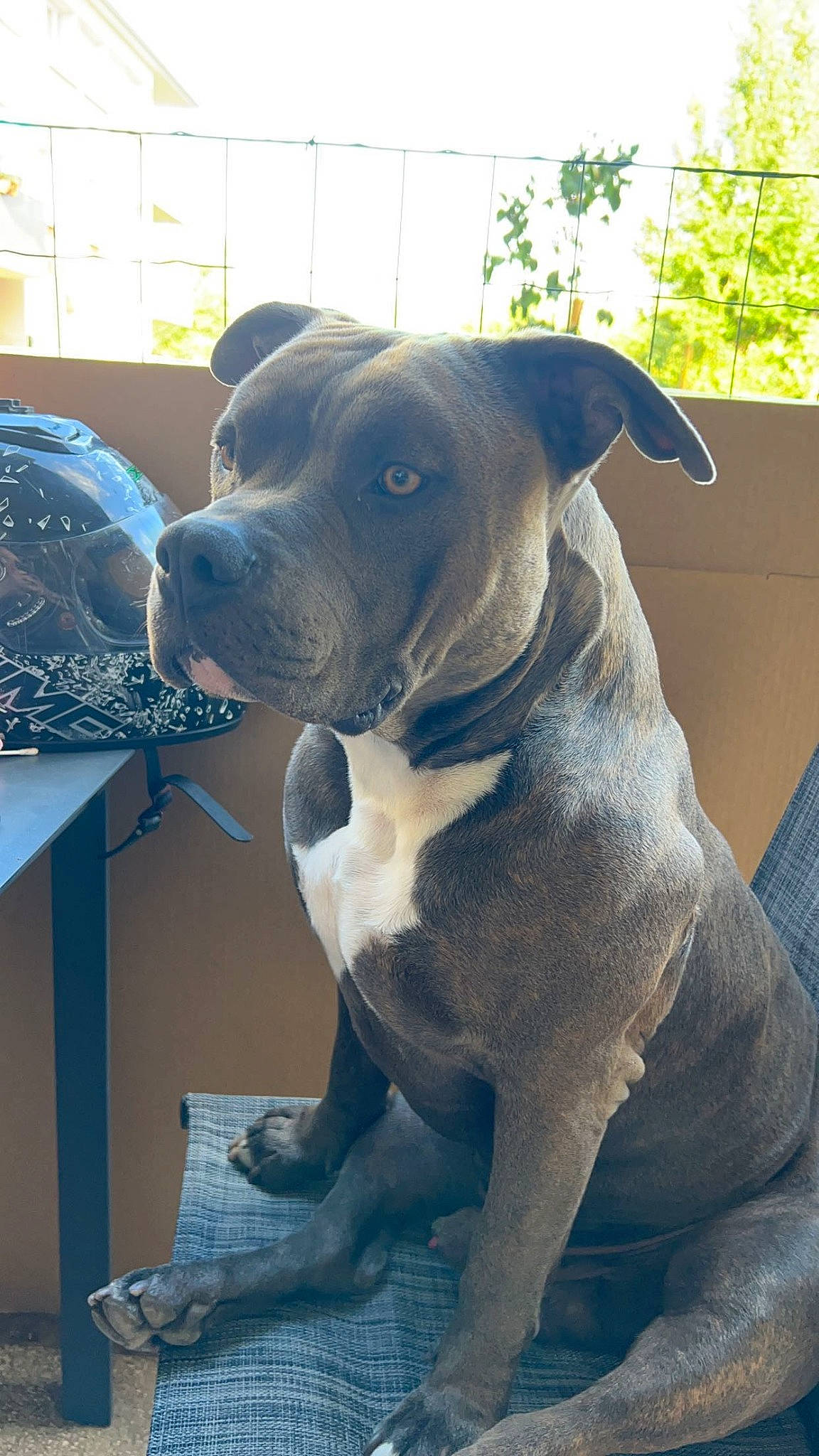 Sat participe au concours pour gagner de l'argent avec cette photo : canidae, carnivore, collar, companion_dog, dog, dog_breed, dog_collar, fawn, guard_dog, molosser, non_sporting_group, pet_supply, snout, sporting_group, whiskers, window, working_animal, working_dog