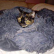 Saly a rejoint le concours — aidez-le/la à gagner de superbes lots ! animal, blanket, cat, closeup, comfort, couch, cozy, domestic, fluffy, fur, furniture, indoor, mammal, pet, relaxation, resting, snug, soft, tortoiseshell_cat, yellow_eyes