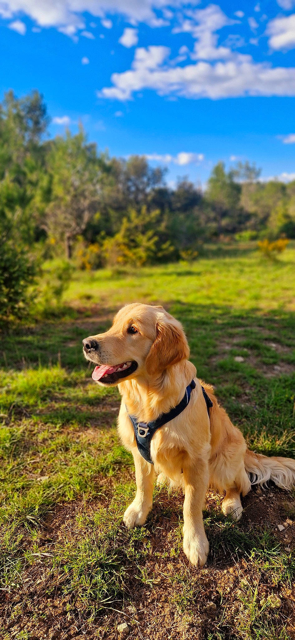 Upendi participe au concours pour gagner de l'argent avec cette photo : carnivore, cloud, collar, companion_dog, dog, dog_breed, dog_collar, fawn, grass, grassland, gun_dog, happy, landscape, people_in_nature, plant, sky, snout, sporting_group, sunlight, tree