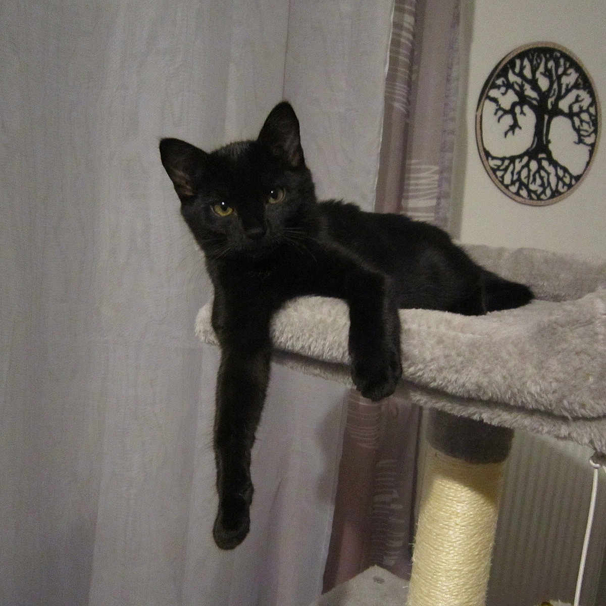 Neige participe au concours pour gagner de l'argent avec cette photo : animal, black_cat, cat_tree, cozy, curtains, cute, cute_pet, domestic_cat, feline, furniture, household, indoor, lazy, lounge, paw, pet, plush, relaxed, resting, wall_art