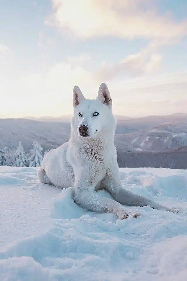 Sully participe au concours pour gagner de l'argent avec cette photo : arctic_ocean, atmospheric_phenomenon, bear, carnivore, cloud, freezing, glacial_landform, ice_cap, landscape, melting, natural_landscape, polar_bear, polar_ice_cap, sea_ice, sky, slope, snow, terrestrial_animal, wildlife, winter
