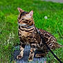 alert, animal, bengal_cat, cat, collar, daylight, ears, feline, fur, grass, greenery, leash, mammal, nature, outdoor, pet, sitting, spots, stripes, whiskers