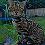 animal, backyard, bengal_cat, cat, close_up, fence, flower, grass, green_leaves, harness, human_hand, leash, outdoor, paws, pet, plant, portrait, purple_flower, trampoline, whiskers