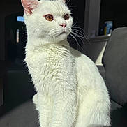 Moon is registered to the contest to win money with this photo: cat, white_cat, pet, animal, feline, indoor, sunlight, fur, whiskers, sitting, closeup, portrait, amber_eyes, domestic_cat, cute, fluffy, soft_light, shadow, cozy, relaxed