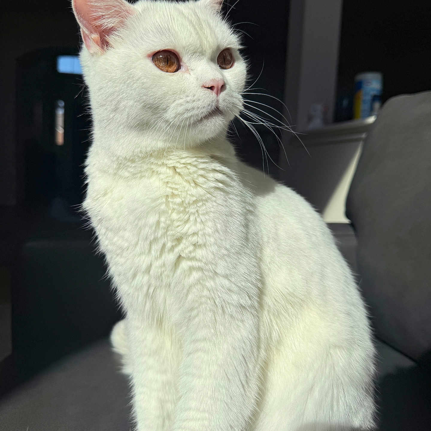 Moon is registered to the contest to win money with this photo: cat, white_cat, pet, animal, feline, indoor, sunlight, fur, whiskers, sitting, closeup, portrait, amber_eyes, domestic_cat, cute, fluffy, soft_light, shadow, cozy, relaxed