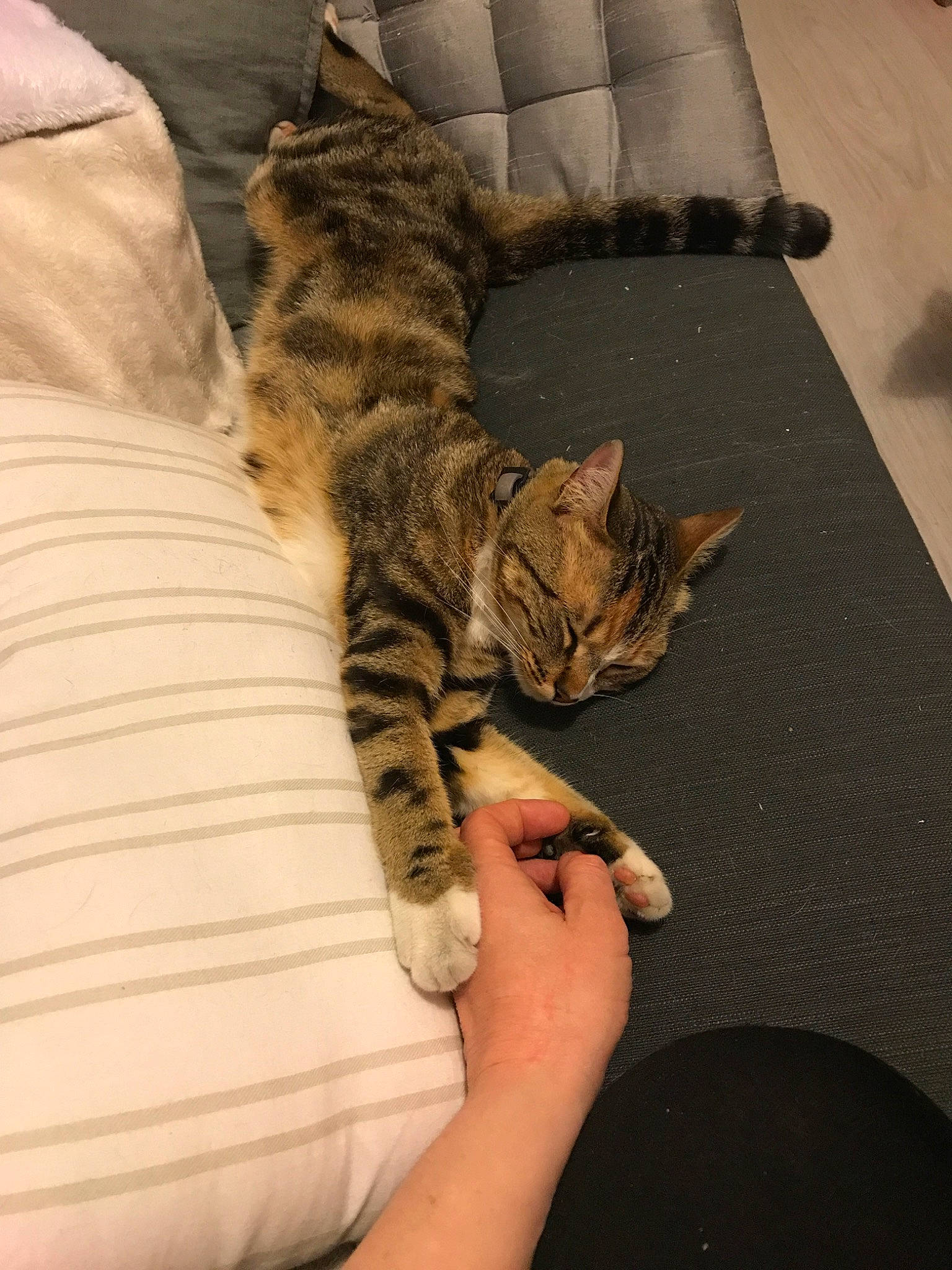 Mia a rejoint le concours — aidez-le/la à gagner de superbes lots ! american_shorthair, asian, bengal, california_spangled, carnivore, cat, domestic_short_haired_cat, dragon_li, european_shorthair, felidae, kitten, mammal, ocicat, paw, pixie_bob, small_to_medium_sized_cats, sokoke, tabby_cat, toyger, whiskers