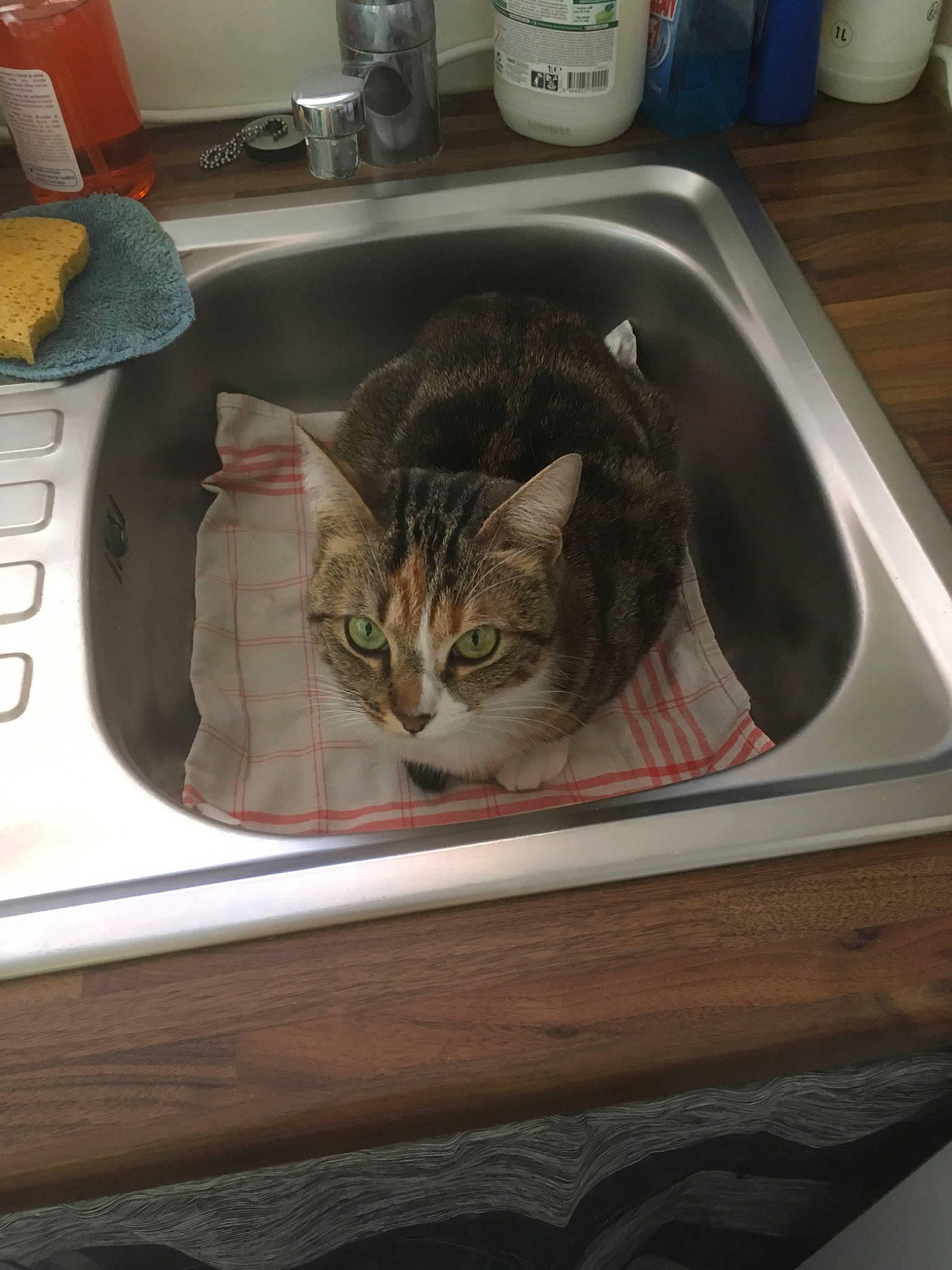 Mia participe au concours pour gagner de l'argent avec cette photo : carnivore, cat, cat_supply, domestic_short_haired_cat, european_shorthair, felidae, litter_box, sink, small_to_medium_sized_cats, whiskers