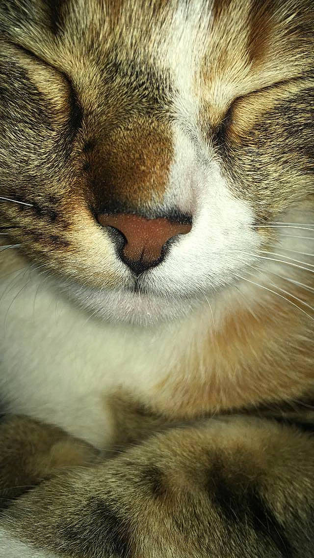 Mia a rejoint le concours — aidez-le/la à gagner de superbes lots ! aegean_cat, american_wirehair, asian, carnivore, cat, close_up, domestic_short_haired_cat, european_shorthair, eye, felidae, fur, mammal, nose, paw, photography, small_to_medium_sized_cats, snout, tabby_cat, whiskers, wildlife