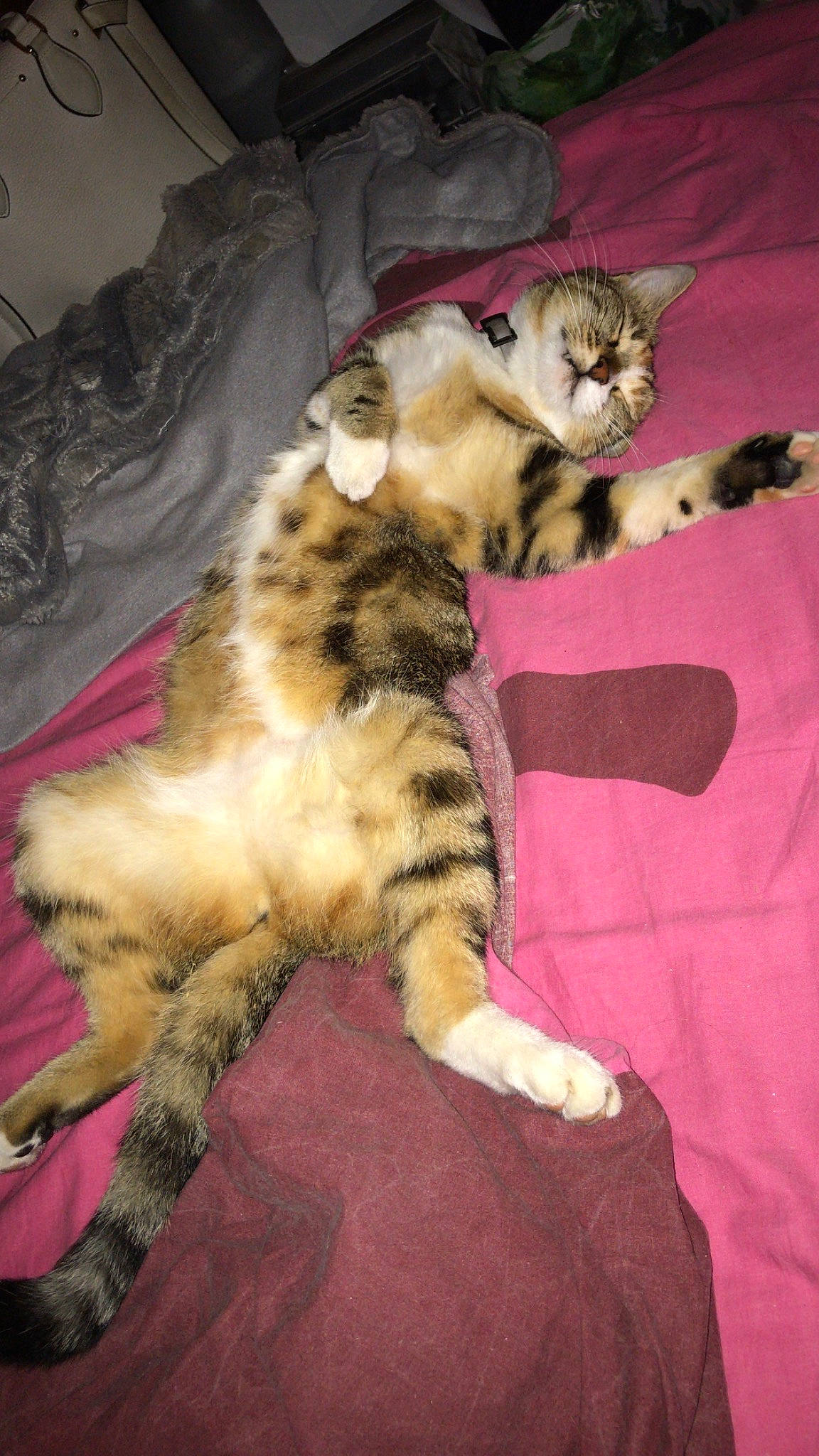 Mia a rejoint le concours — aidez-le/la à gagner de superbes lots ! american_curl, bengal, carnivore, cat, claw, dragon_li, egyptian_mau, european_shorthair, felidae, fur, kitten, kurilian_bobtail, mammal, norwegian_forest_cat, pixie_bob, small_to_medium_sized_cats, sokoke, tabby_cat, whiskers