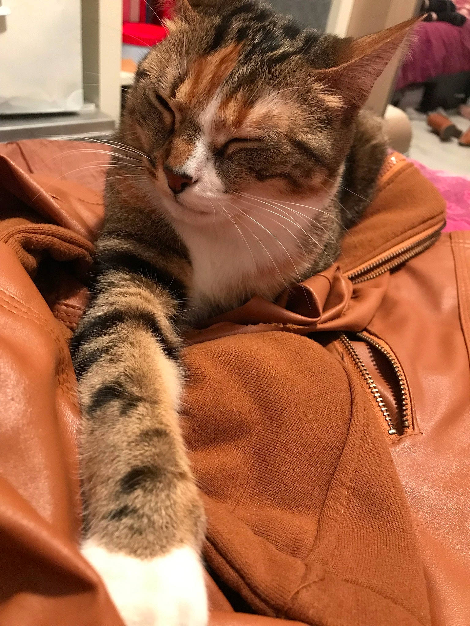 Mia participe au concours pour gagner de l'argent avec cette photo : american_shorthair, asian, california_spangled, carnivore, cat, domestic_short_haired_cat, dragon_li, european_shorthair, felidae, fur, kitten, mammal, pixie_bob, small_to_medium_sized_cats, sokoke, tabby_cat, toyger, whiskers