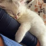 Vanille a rejoint le concours — aidez-le/la à gagner de superbes lots ! kitten, sleeping, white_fur, pet, cozy, blanket, paw_prints, leg, resting, cute, furry, domestic_animal, nap, soft, indoor, close_up, comfort, animal, relaxation, warm