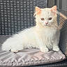 Vanille participe au concours pour gagner de l'argent avec cette photo : animal, cat, cushion, cute, ears, eyes, feline, fluffy, fur, indoor, kitten, paws, pet, portrait, relaxed, sitting, small, white_fur, wicker_chair, young