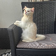Vanille a rejoint le concours — aidez-le/la à gagner de superbes lots ! cat, chair, cozy, cushion, cute, domestic_animal, ears, feline, floor, fur, indoor, kitten, looking_up, macrame, patterned_rug, pet, sitting, whiskers, white_cat, wicker_chair