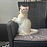 cat, chair, cozy, cushion, cute, domestic_animal, ears, feline, floor, fur, indoor, kitten, looking_up, macrame, patterned_rug, pet, sitting, whiskers, white_cat, wicker_chair