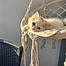 black_chair, blanket, cat, cozy, cute, daylight, feline, furniture, hanging_chair, indoor, kitten, macrame, peaceful, pet, relaxed, resting, soft, sunlight, texture, white_cat