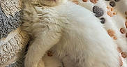 Vanille participe au concours pour gagner de l'argent avec cette photo : kitten, cat, sleeping, fluffy, white, pet, animal, cute, cozy, blanket, paw_prints, soft, resting, indoors, young, fur, relaxing, small, adorable, comfort