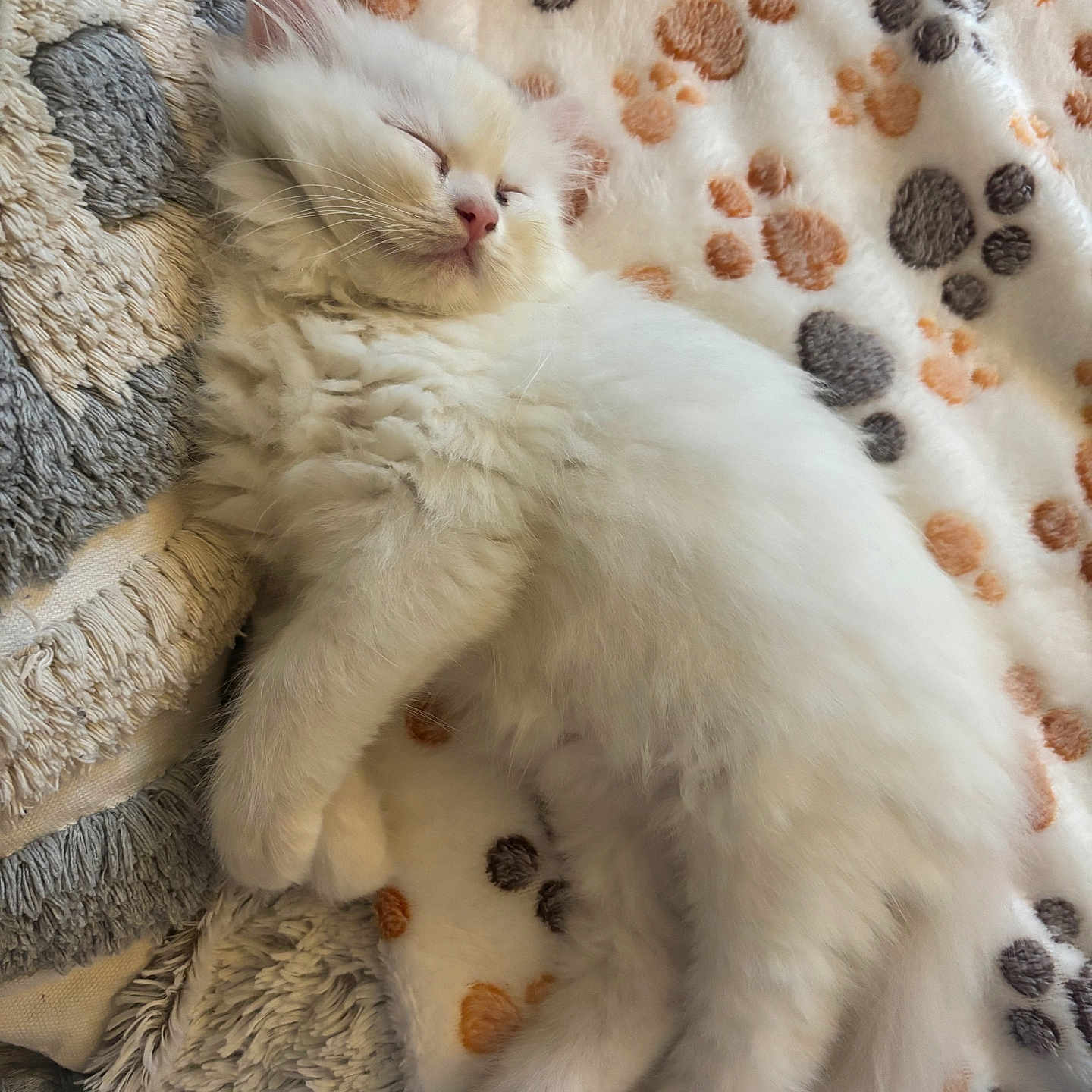 Vanille participe au concours pour gagner de l'argent avec cette photo : kitten, cat, sleeping, fluffy, white, pet, animal, cute, cozy, blanket, paw_prints, soft, resting, indoors, young, fur, relaxing, small, adorable, comfort