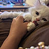 kitten, white_cat, pet, hand, playful, tongue_out, close_up, indoor, furry, cute, animal, resting, domestic_cat, soft_focus, relaxing, young_cat, paw, human_hand, cozy, blurred_background