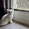 Vanille a rejoint le concours — aidez-le/la à gagner de superbes lots ! animal, cat, curtains, cute, decorative_screen, domestic, feline, floor, fur, indoor, kitten, leaf_pattern, looking, pet, sitting, small, sunlight, white_fur, window, young