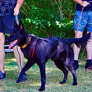V Aindrix participe au concours pour gagner de l'argent avec cette photo : dog, black_dog, canine, leash, person, legs, shorts, sneakers, grass, outdoor, nature, trees, summer, pet, animal, happy, tongue_out, walking, playful, daytime