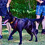 dog, black_dog, canine, leash, person, legs, shorts, sneakers, grass, outdoor, nature, trees, summer, pet, animal, happy, tongue_out, walking, playful, daytime
