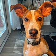 Copper is registered to the contest to win money with this photo: dog, pet, indoor, ears, brown, white, collar, floor, glass_door, reflection, person, mirror, light, curious, closeup, canine, whiskers, portrait, attention, animal