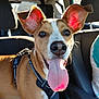 Copper is registered to the contest to win money with this photo: dog, tongue, ears, car, seat, harness, sunlight, pet, animal, happy, closeup, brown, white, inside, window, seatbelt, travel, canine, companion, cute