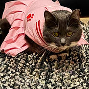 Phoebee is registered to the contest to win money with this photo: animal, carpet, cat, close_up, clothing, costume, curious, cute, domestic_animal, ears, eyes, feline, gray_cat, indoor, paws, pet, pink_dress, texture, whiskers, white_cat