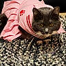 animal, carpet, cat, close_up, clothing, costume, curious, cute, domestic_animal, ears, eyes, feline, gray_cat, indoor, paws, pet, pink_dress, texture, whiskers, white_cat