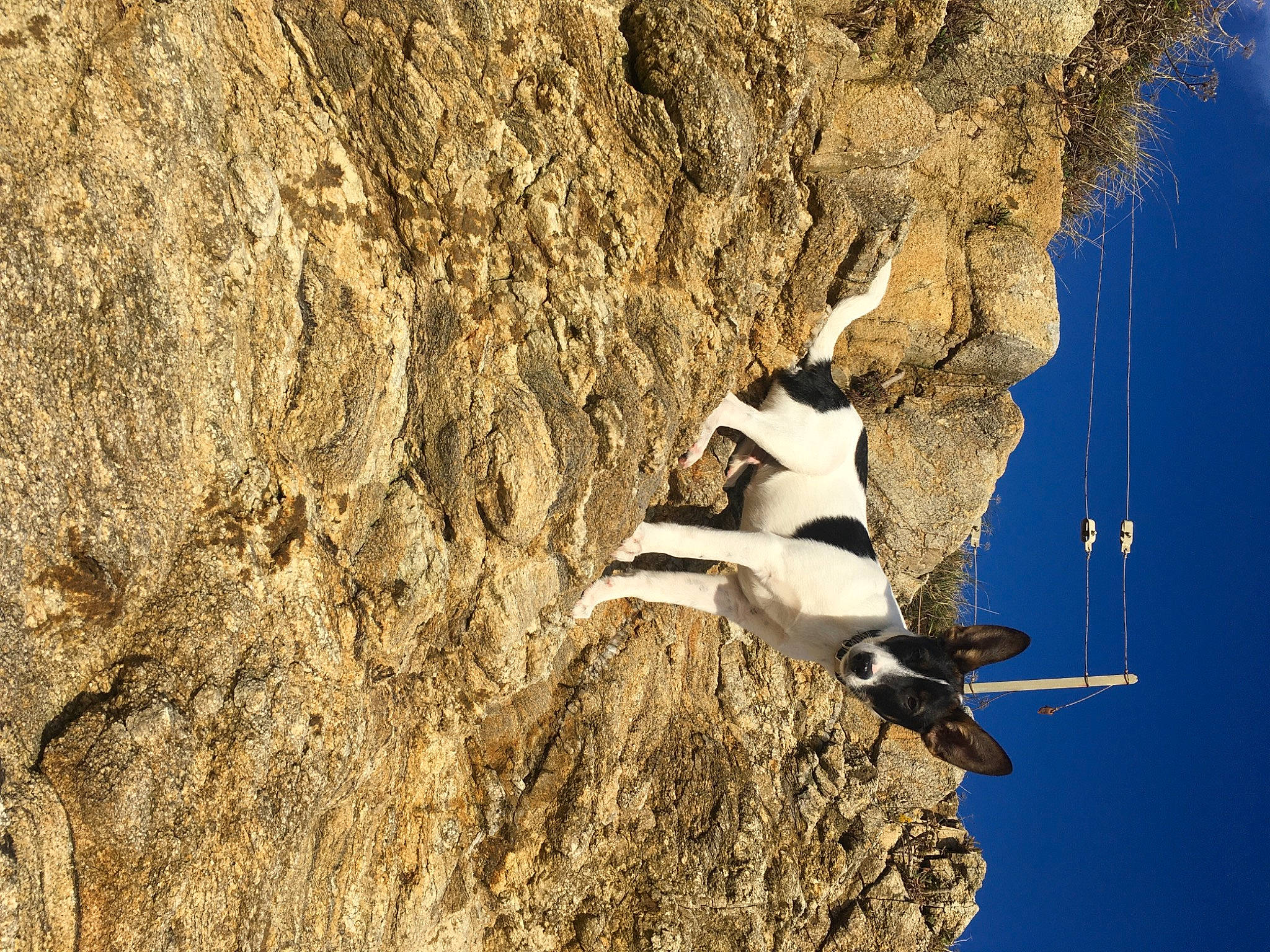 Rolly a rejoint le concours — aidez-le/la à gagner de superbes lots ! beak, bedrock, bird, charadriiformes, geology, lari, organism, rock, seabird, slope, soil, tree, trunk, water, water_bird, wildlife, wing, wood