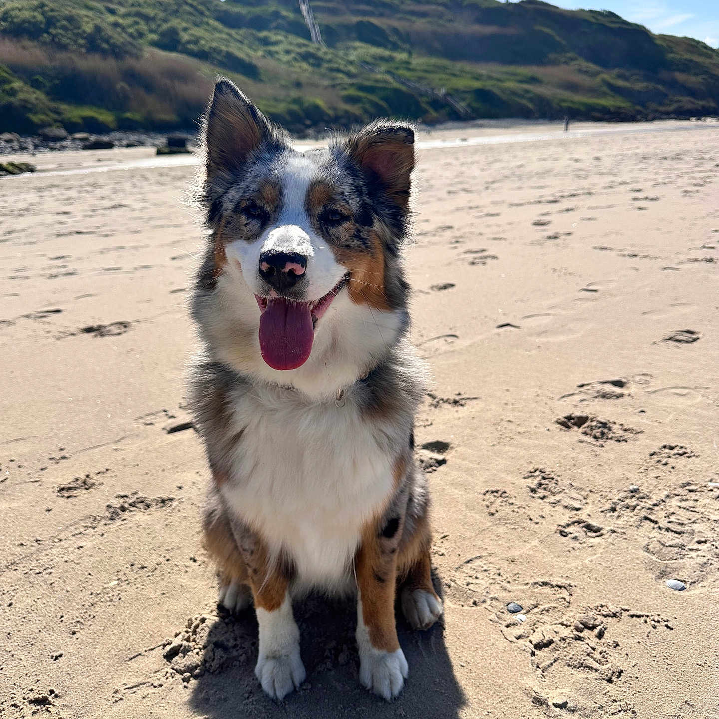 Vaïanna participe au concours pour gagner de l'argent avec cette photo : accessories, animal, beach, bodypart, canine, coast, collie, dog, husky, mouth, nature, outdoors, pet, puppy, sand, sea, shoreline, soil, strap, water