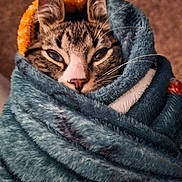 Mittens is registered to the contest to win money with this photo: cat, tabby, blanket, cozy, wrapped, sleepy, fur, ears, whiskers, nose, indoors, soft, warm, comfort, pet, animal, closeup, texture, resting, cute